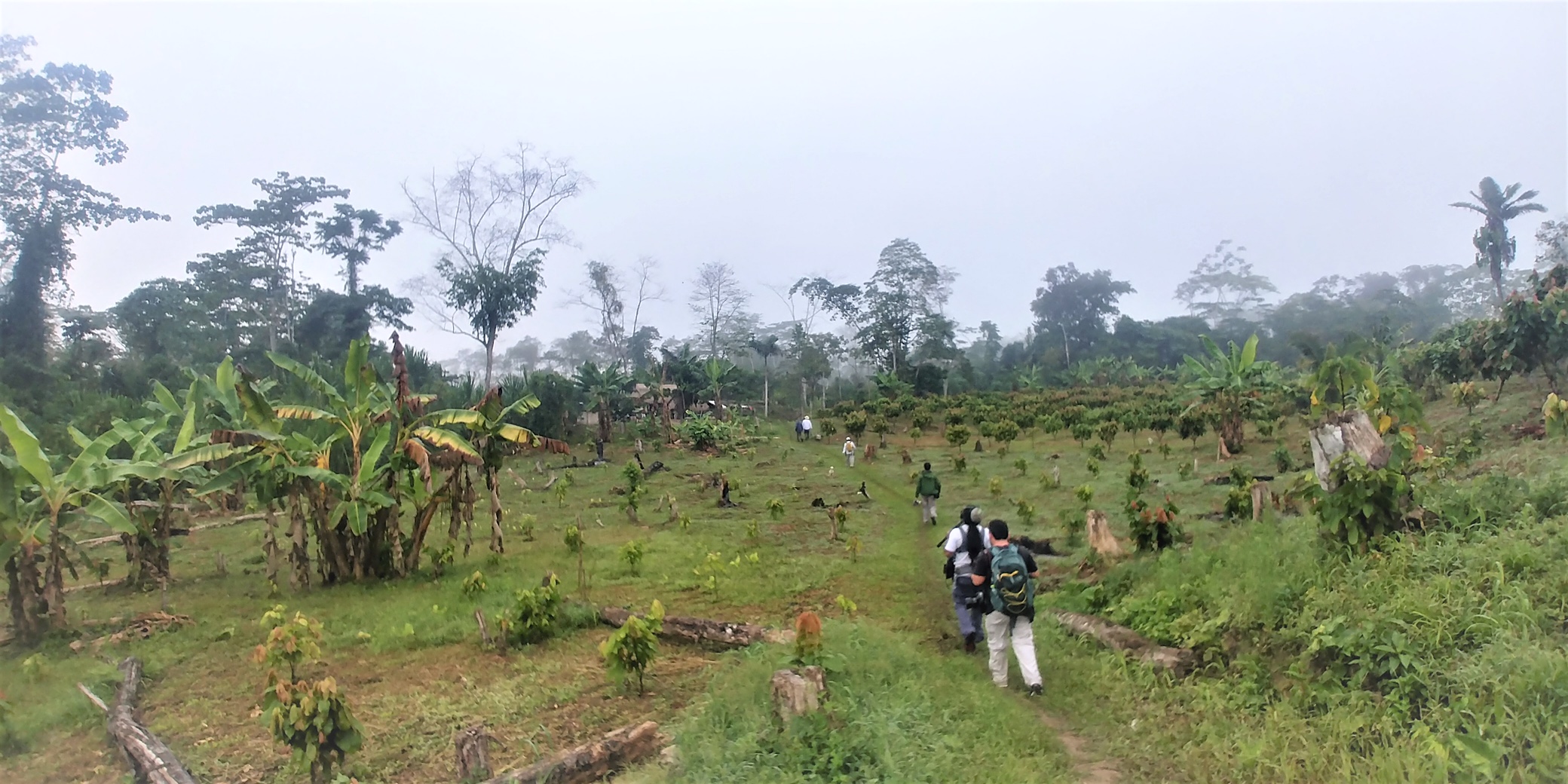 Camisea impulsa proyecto de cacao con productores de Kirigueti