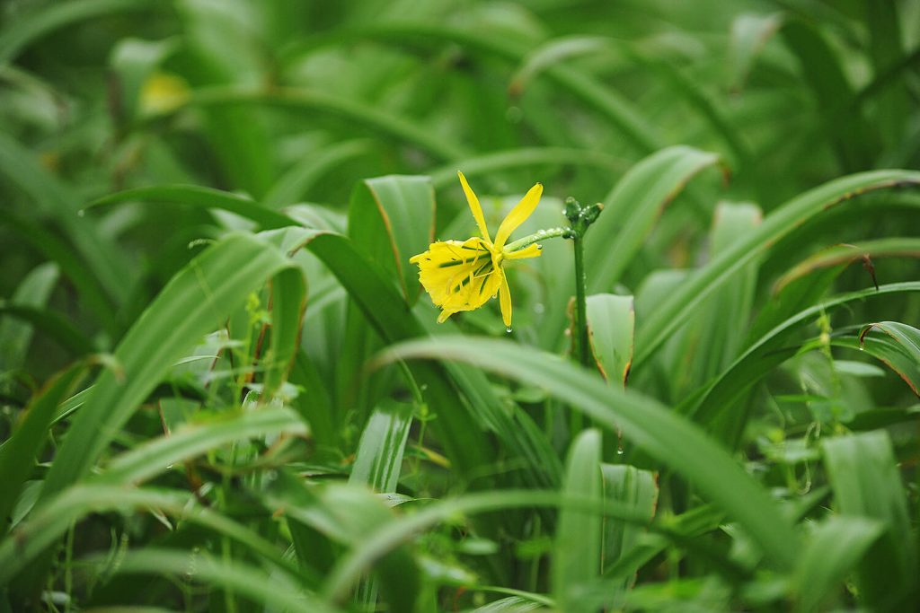 La flor de Amancay